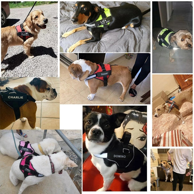 "Personalized No Pull Dog Harness: Custom-fit solution for comfortable walks with your furry companion, without the hassle of pulling."